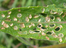 Apple Flea Beetle